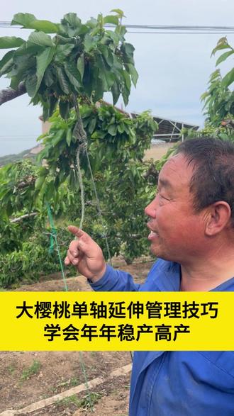 大樱桃单轴延伸管理技巧 学会年年高产稳产#三农 #樱桃种植 #樱桃管理
