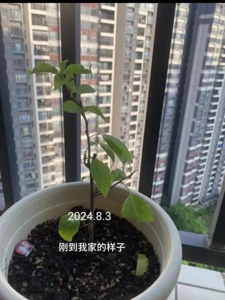 曾经的我也对三角梅嗤之以鼻,直到我养了第一棵三角梅#三角梅 #阳台种植 #阳台上的风景