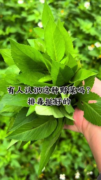 野菜生滚汤,天然无公害,好野!#懒人汤水教煮 #创作者中心 #创作灵感 #野菜养生汤 #鬼针草