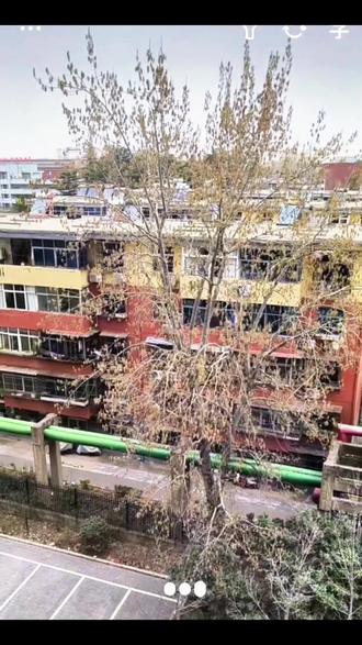 跟豆包聊杨树的杨絮,#豆包 #杨絮 #杨树 #杨絮满天飞