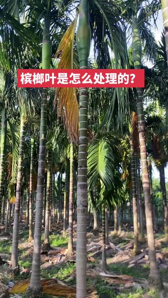 又是开花的季节,槟榔叶你们是怎么处理的?