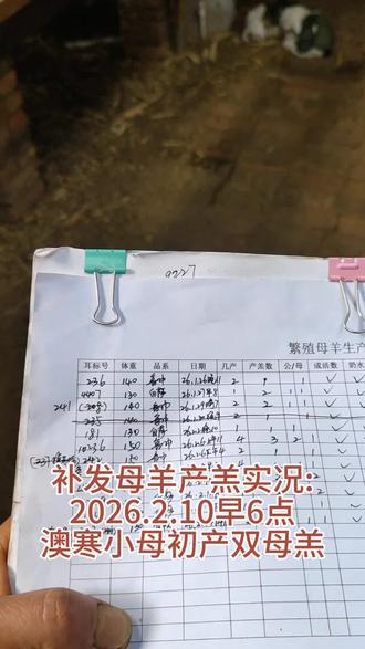 #农村养羊人 #自繁自养自销 #多胎羊 补发母羊产羔实况