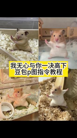 我无心与你一决高下豆包ai指令教程来了!#一代宗师 #金丝熊 #我无心与你一决高下 #豆包ai #豆包p图已经nextlevel了 我无心与你一决高下ai指令 我无心与你一决高下 我无心与你一决高下再见ai指令 我无心与你一决高下ai豆包指令 一代宗师金丝熊 一代宗师金丝熊口令 我无心与你一决高下仓鼠 我无心与你一决高下ai动物 我无心与你一决高下ai豆包指令 我无心与你一决高下ai指令猫咪 我无心与你一决高下ai指令宠物 花枝鼠 金丝熊可爱图片