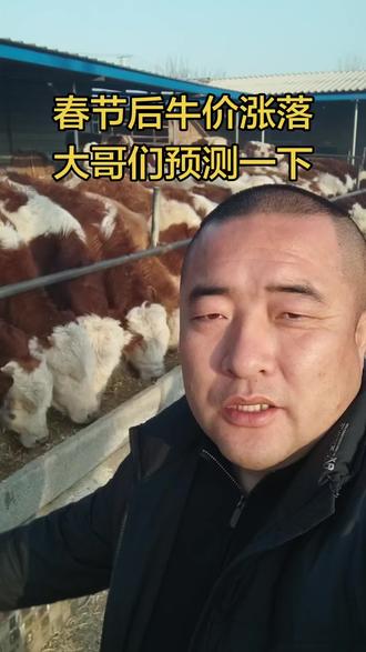 行情预判有啥依据吗#西门塔尔牛#三农#肉牛养殖场