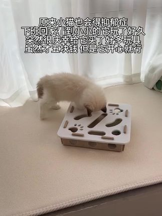 我只要它开心#养猫人 #宠物 #宠物玩具