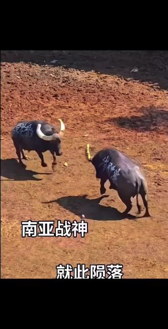 九区对碰之乡只能这样,牛大师的牛就是牛