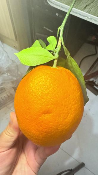 挑战用剪刀削橙子#剥橙子 #分享生活小技巧 #橙子🍊 赣南脐橙#赣南脐橙的正确剥皮方式