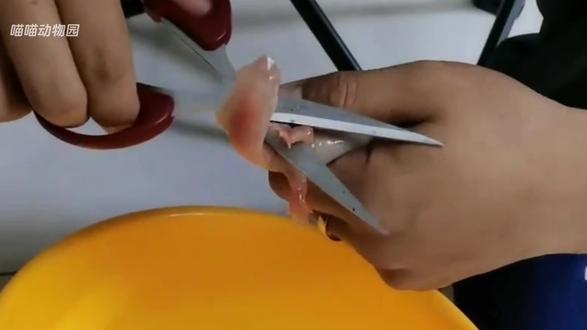 美西螈:我引以为傲的再生能力,却成为了我一生的诅咒。#动物世界#第一人称视角#动物独白#神奇动物在抖音#动物科普