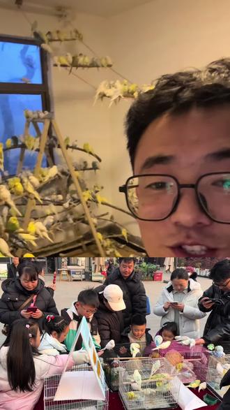 鹦鹉摆摊王炸摆摊#vlog十亿流量扶持计划 #创业日记 #摆摊日记 #鹦鹉摆摊#小生意