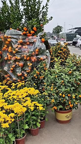 网友,早上好,祝你们小年快乐,这是广州市花都区,迎春花市