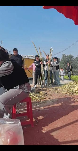 渭南站北路砍甘蔗了#砍甘蔗