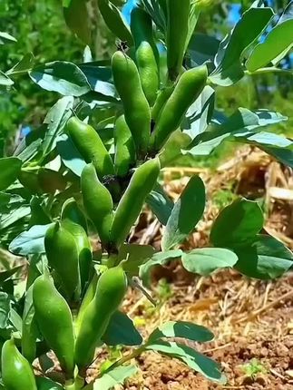 这款蚕豆种子,北斗七星特大好吃罗汉豆种籽,春秋冬季播种早熟耐寒胡豆籽,产量高,好吃好种,值得拥有#助力三农