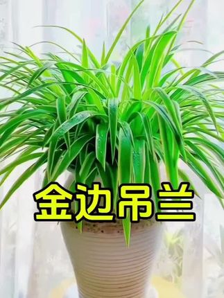 #金边吊兰  #花卉绿植  #爱生活爱养花