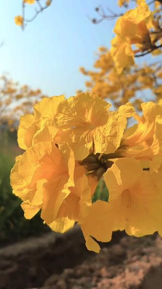 攀枝花的风铃花开的太美了