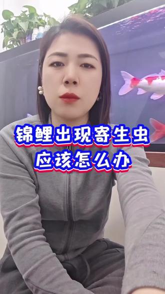 锦鲤出现寄生虫怎么解决处理#观赏鱼#养鱼日记 #新手养鱼#济福鱼蟲清