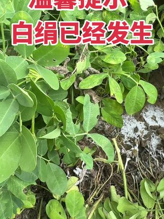 花生白绢严重发生 农民种地不容易