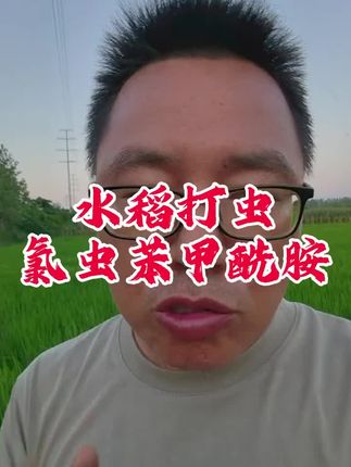 水稻田杀虫就选氯虫苯甲酰胺#农业技术推广 #水稻种植 #杀虫剂 #氯虫苯甲酰胺