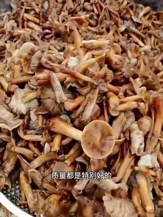 榛蘑#地方特色美食
