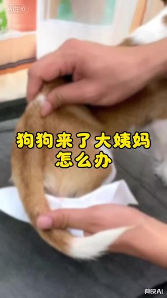 狗狗来大姨妈,教你一招 #养狗的乐趣 #狗狗 #养狗经验分享#新手养狗
