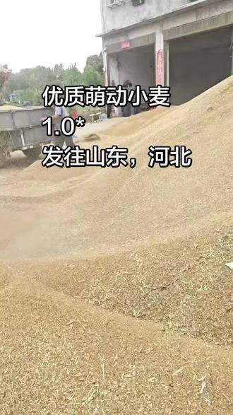 优质萌动小麦 #粮食小麦 #粮食搬运工