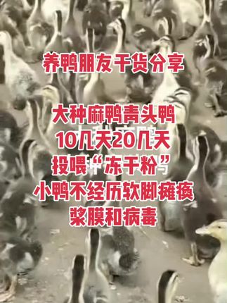 #养鸭#养鸭技术 #养殖人加油