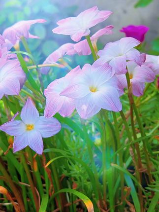 春日里的小确幸,这些花儿仿佛自带滤镜,美得让人心醉!🌸#风雨兰 #风雨兰开花了