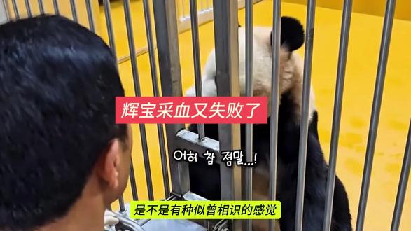 辉宝又一次拒绝采血,心里总是有阴影#来这吸熊猫 #辉宝和爷爷