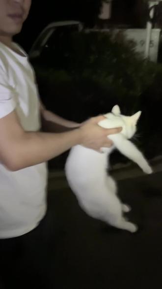 凌晨十二点搁楼下捡了只猫回来
好神奇啊
出门之前还在讨论养猫还是养狗,结果一下楼就碰到它了
一看到我们就过来黏我们,跑去零食店买了几根火腿肠它又不吃
最终决定把它带回家
带回来以后怕它流浪太久身上有跳蚤,不敢让它到房间里待,于是关在阳台了
晚上连夜美团买猫砂猫粮
早上起来发现粮全都吃完了
我滴宝宝呀这是饿了多久了
它就趴在晒鞋的架子上睡了一晚上
一晚上也不怎么叫,看到人就凑过来
#猫咪 #捡到猫#猫咪日常 #猫