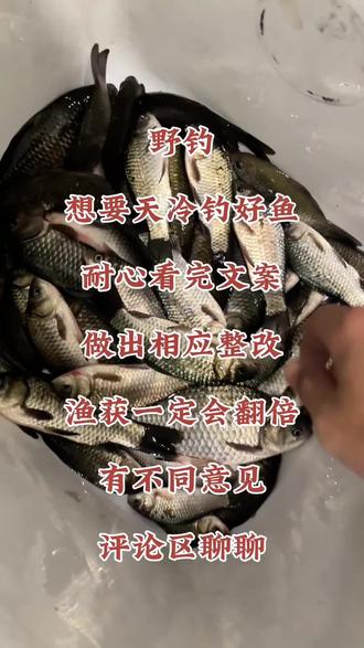 记住这几点,冬天钓鲫鱼再也不空军! 钓点选择(找到鱼窝是关键)
记住这句口诀:“冬钓阳,钓深水,钓草洞,钓避风”。
1. 向阳避风处:阳光能直射的北岸或东岸,水温上升快。同时要选择背风处,减少风寒效应,人和鱼都舒服。
2. 水草区域:水草是鲫鱼的“家”。它能保温、提供食物、藏身。
3. 深浅交界处:这是经典的鱼道。冬天鱼会在深水区保暖,中午前后会到浅水区觅食。找到这个过渡带,就等于守住了鱼的“交通要道”。
4. 障碍物附近:如倒树、桥墩、洄水湾、水下有乱石或坑洼的地方,这些地方水流平缓,易于藏身。
5. 老钓位:经常有人作钓的老位置,水下有残留的窝料,会形成诱鱼区。
装备选择:小、细、轻、软
冬天鱼口轻、弱,装备必须精细化。
1. 鱼竿:
长竿:建议5.4米至7.2米。因为冬天鱼在远岸深水,长竿才能触及鱼窝。
调性:37调或28偏37调的软竿。软竿能更好地缓冲大鲫鱼的冲击,保护细线,并且放大信号。
2. 线组:“宁细勿粗”
主线:0.6号 - 0.8号,质地柔软为佳。
子线:0.3号 - 0.4号,长度可适当放短(30-40cm对折),减少缠绕,信号传递更直接。
鱼钩:极细条的小钩,如2-4号袖钩、确保钩尖锋利。
3. 浮漂与调钓:
浮漂:选择吃铅量小(5.4米杆2克左右、6.3米杆2.4克左右、7.2米杆3克左右,前提是你要能抛的出去,这是我个人用漂习惯)、细长身、短脚、细尾的芦苇或孔雀羽浮漂下沉阻力小,信号更清晰。
调钓:主流是 “调低钓低” 。例如:
调三目钓三目半或四目
调平水钓一目或两目
核心思想是让子线在水底微微弯曲,鱼吸饵时阻力最小,浮漂信号表现为清晰有力的一顿。
饵料与打窝 钓法和注意事项我打在评论区 感觉对你有帮助双击收藏保存
#钓鱼 #冬天野钓鲫鱼有多爽 #钓鱼技巧 #钓鱼知识 #钓鱼的乐趣只有钓鱼人懂