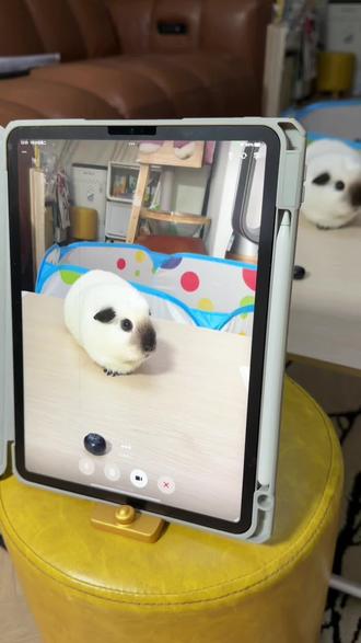 豆包:我为狮子头花生!#萌宠 #萌宠日常记录 #荷兰猪 #豆包 #真实生活分享计划