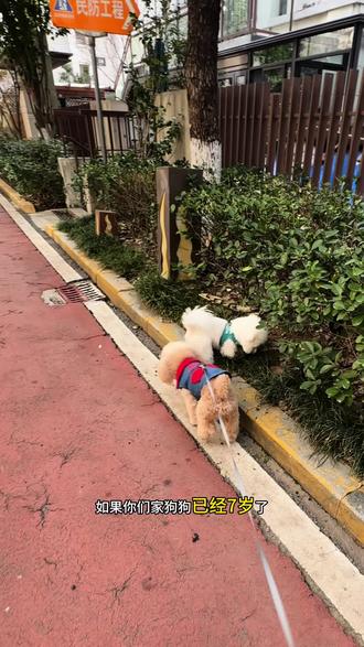 老年犬生骨肉狗饭,高钙低脂配方,好消化好吸收,胖狗狗也能放心吃,趁活动快给家里老宝贝安排尝尝,多盒囤起更划算!#狗粮 #老年犬狗饭#萌宠好物 #向善