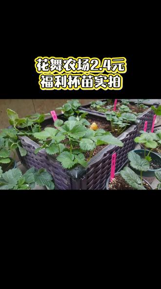 这批苗子是花舞农场家的福利90杯苗,29.8元12盆,感觉苗情很不错呢!#农业种植 #新农人计划 #上热门 #草莓苗 #开箱视频 @DOU+小助手
