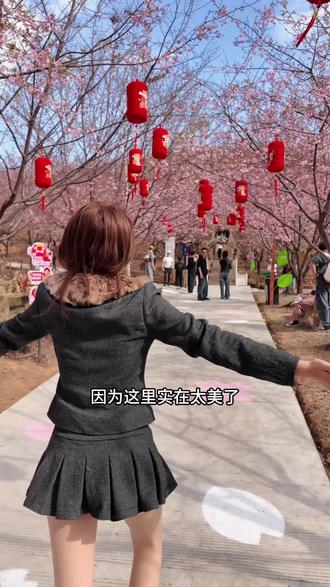 带家人朋友来瑞安桐浦凤凰樱花谷!#旅行推荐官 #樱花园 #去哪玩 #瑞安 #周边游