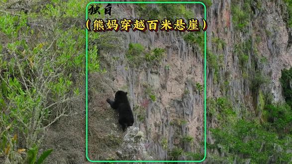 有所爱就有所约束,眼镜熊妈妈把自己囚禁在上百米的悬崖超过三个月#动物世界