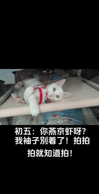 初五:再拍滚出去#萌宠 #黄初五