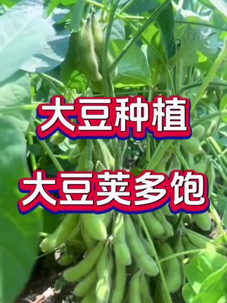 大豆专用叶面肥#大豆#大豆种植#大豆高产#大豆高产配方#农业种植