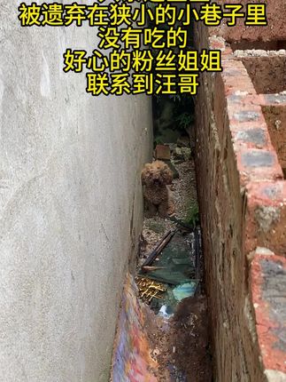 小宝以后不会在受委屈了#狗狗