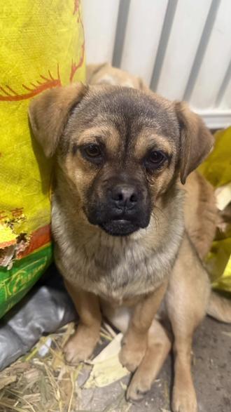 我妈拥有一只汪汪队,第二名成员铁葫芦#不养狗不知道养狗的乐趣 #养狗的乐趣 #盘点动物迷惑行为