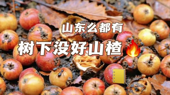 树下的山楂都是烂果子,
还看不起山东,我们么都有!
大家说是不是?#山东怎么了 #山楂树下 #汽非凡 #山东特产