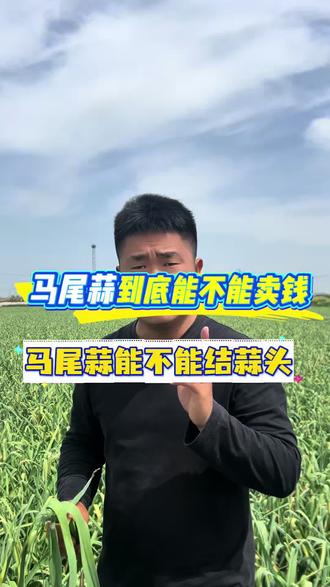 马尾蒜怎么处理#马尾蒜#马尾蒜能卖吗