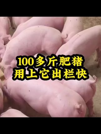 #养猪人 #自繁自养母猪 #农村养猪人 #养猪人不容易 #养猪人加油干