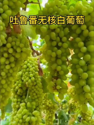 #新疆吐鲁番无核白葡萄成熟了脆甜多汁#吃葡萄不吐葡萄皮的感觉太爽了#葡萄熟了#口感特别好价格实惠 #妈呀太好吃了