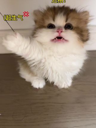 对不起,太可爱了,实在没忍住#三花