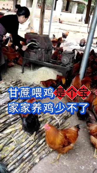 #甘蔗喂鸡是个宝,家家养鸡少不了#家禽养殖#养殖#养鸡#鸡