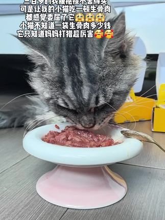 猫猫不知道生骨肉有多贵,它只知道妈妈超厉害!#萌宠出道计划 #傻狗的日常 #科学养宠攻略 #色彩萌宠 #生骨肉