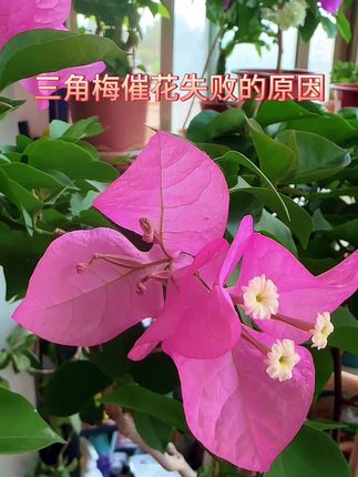 三角梅催花失败的原因#爱生活爱养花 #养花小知识