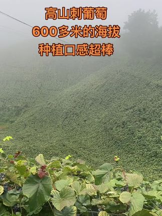 湖南怀化#高山刺葡萄 可当水果吃可酿8加1#葡萄熟了 #葡萄 #野生葡萄 #农家葡萄