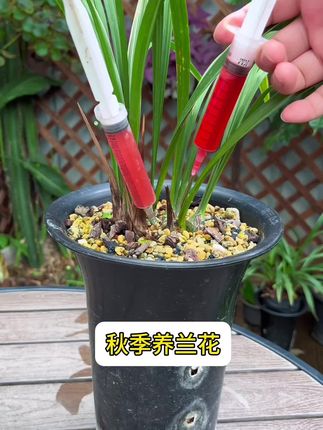 秋季养兰花,做好这件事,养好兰花没难度#兰花 #病虫害防治 #花卉绿植 #爱生活爱养花