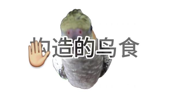 @易燃🔥 给老师做的无偿,也算是互动
也是来宣传这位老师了#鹦鹉鹦鹉萌萌哒逗鹦鹉 #玄凤鹦鹉 #虎皮鹦鹉 #易燃