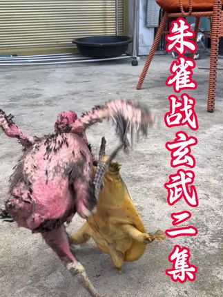 朱雀战玄武第二集,差一天不打都不行#斗鸡养殖 #原创视频 #农村养殖 #斗鸡文化 #特种养殖